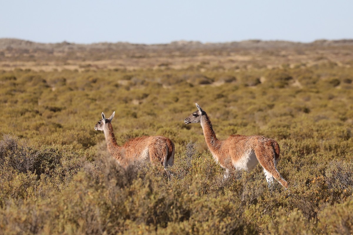 Guanaco - ML649169478