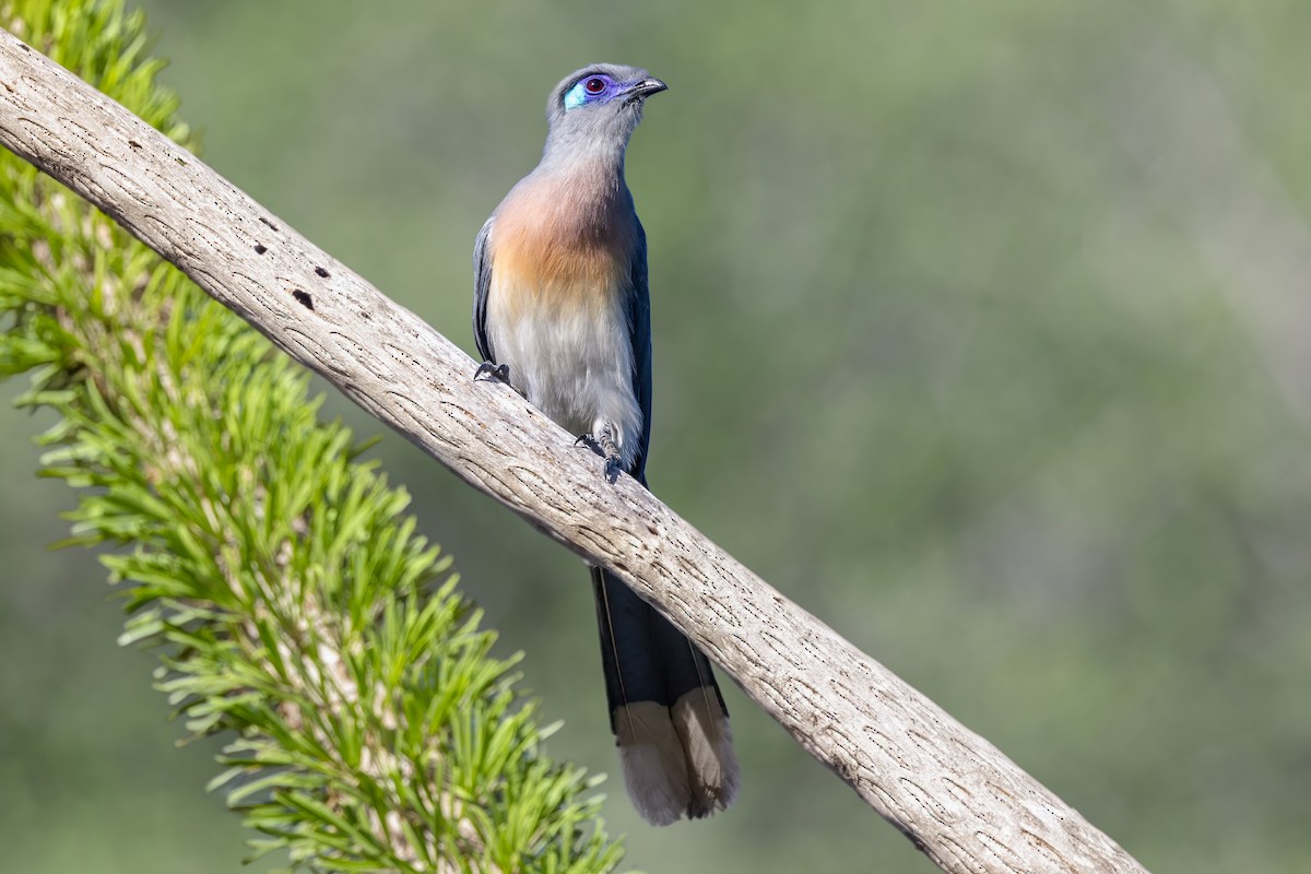 Crested Coua (Chestnut-vented) - ML649169548