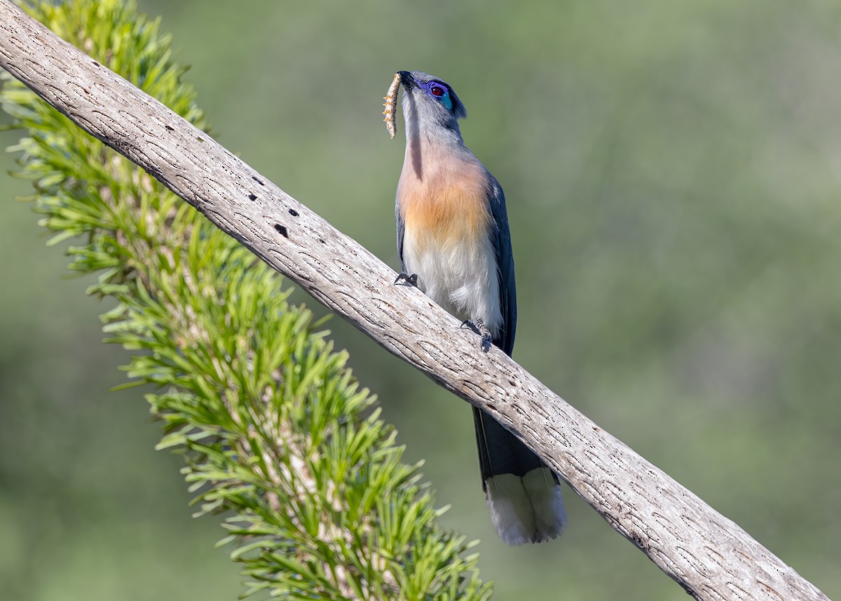 Crested Coua (Chestnut-vented) - ML649169557