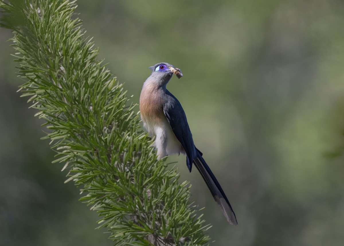 Crested Coua (Chestnut-vented) - ML649169570