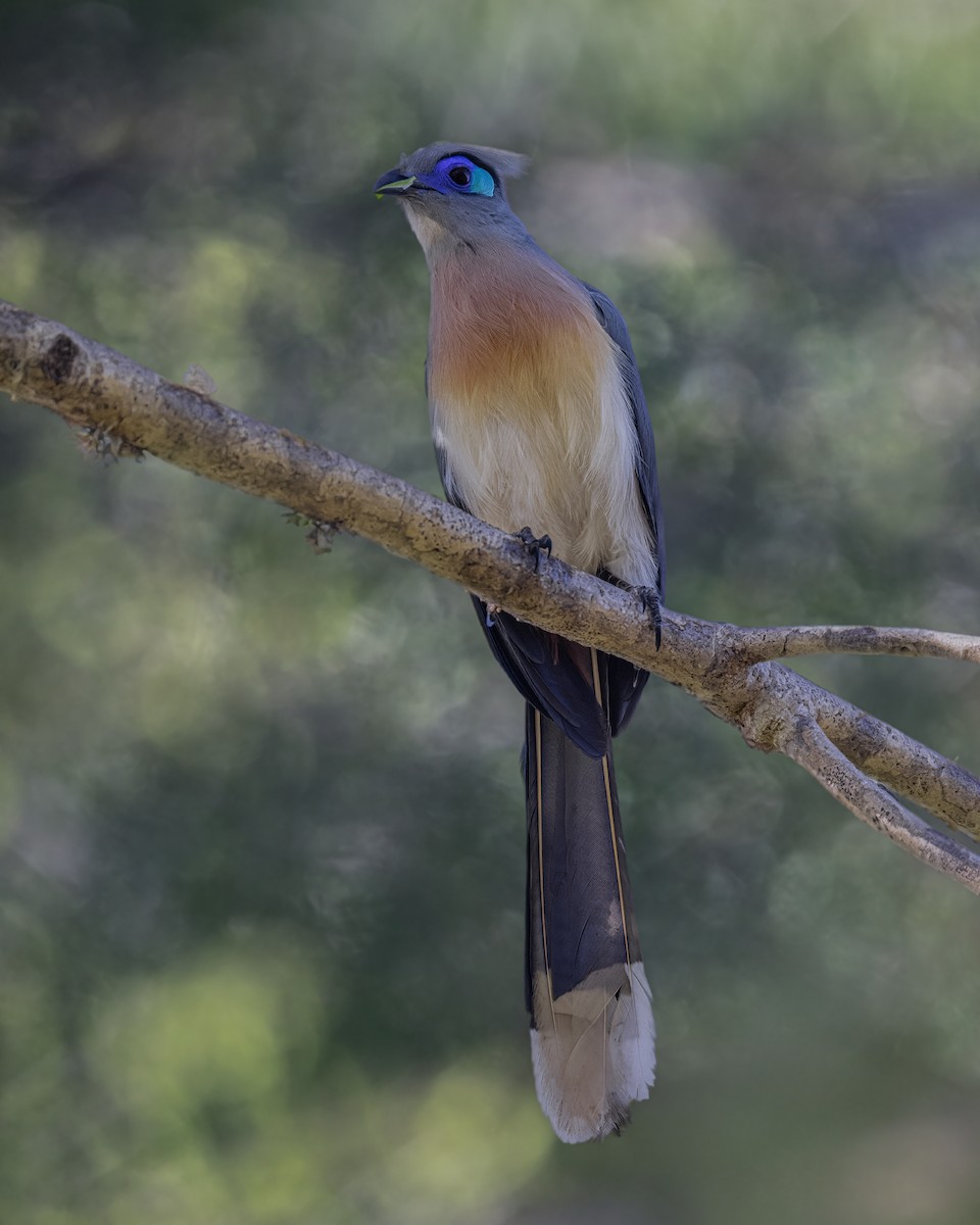 Crested Coua (Chestnut-vented) - ML649169577