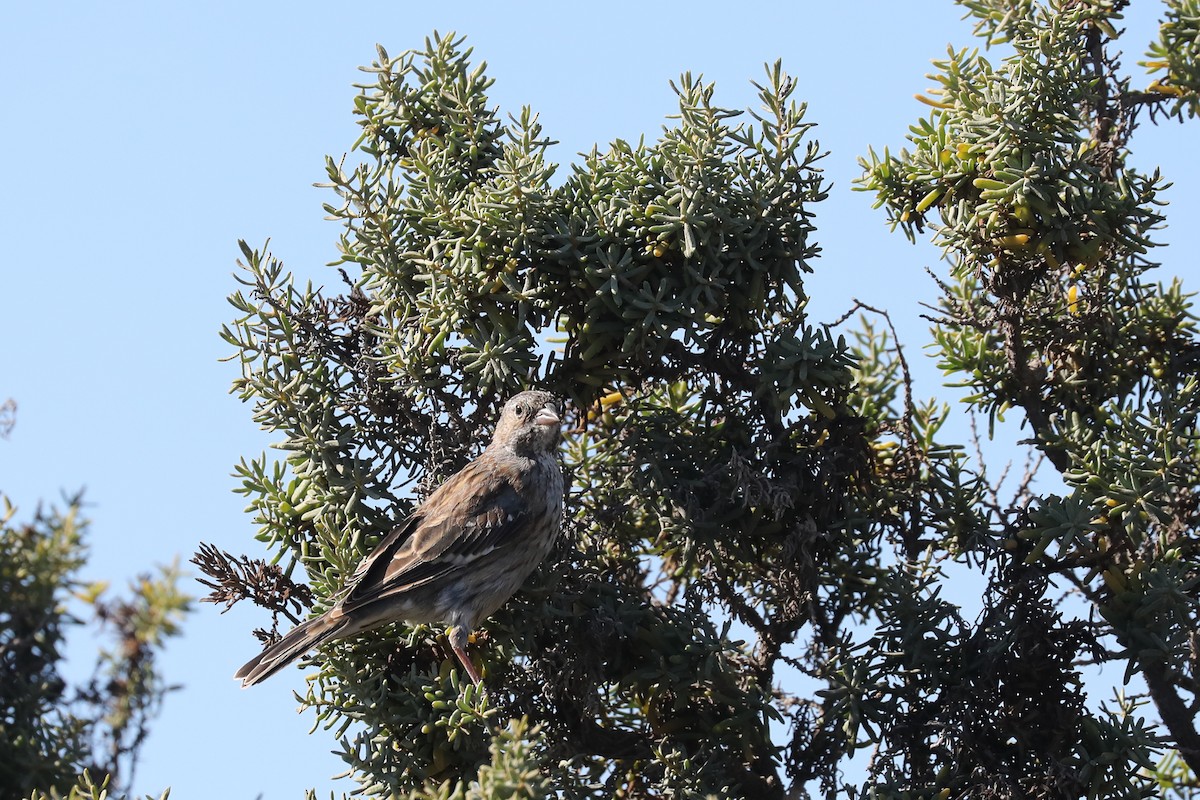 Yal Pechinegro - ML649169642