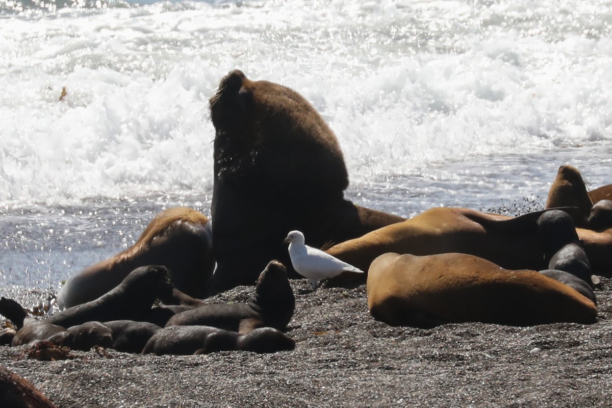 Picovaina de las Malvinas - ML649169679