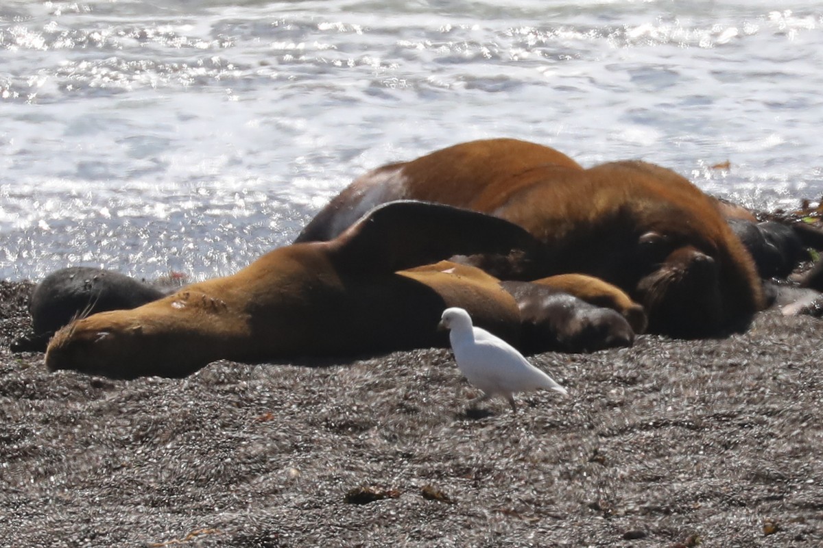 Picovaina de las Malvinas - ML649169680