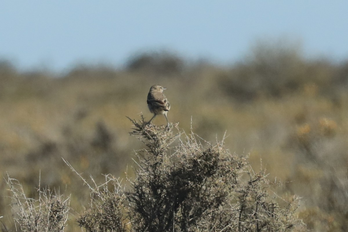 Gaucho Chico - ML649169824