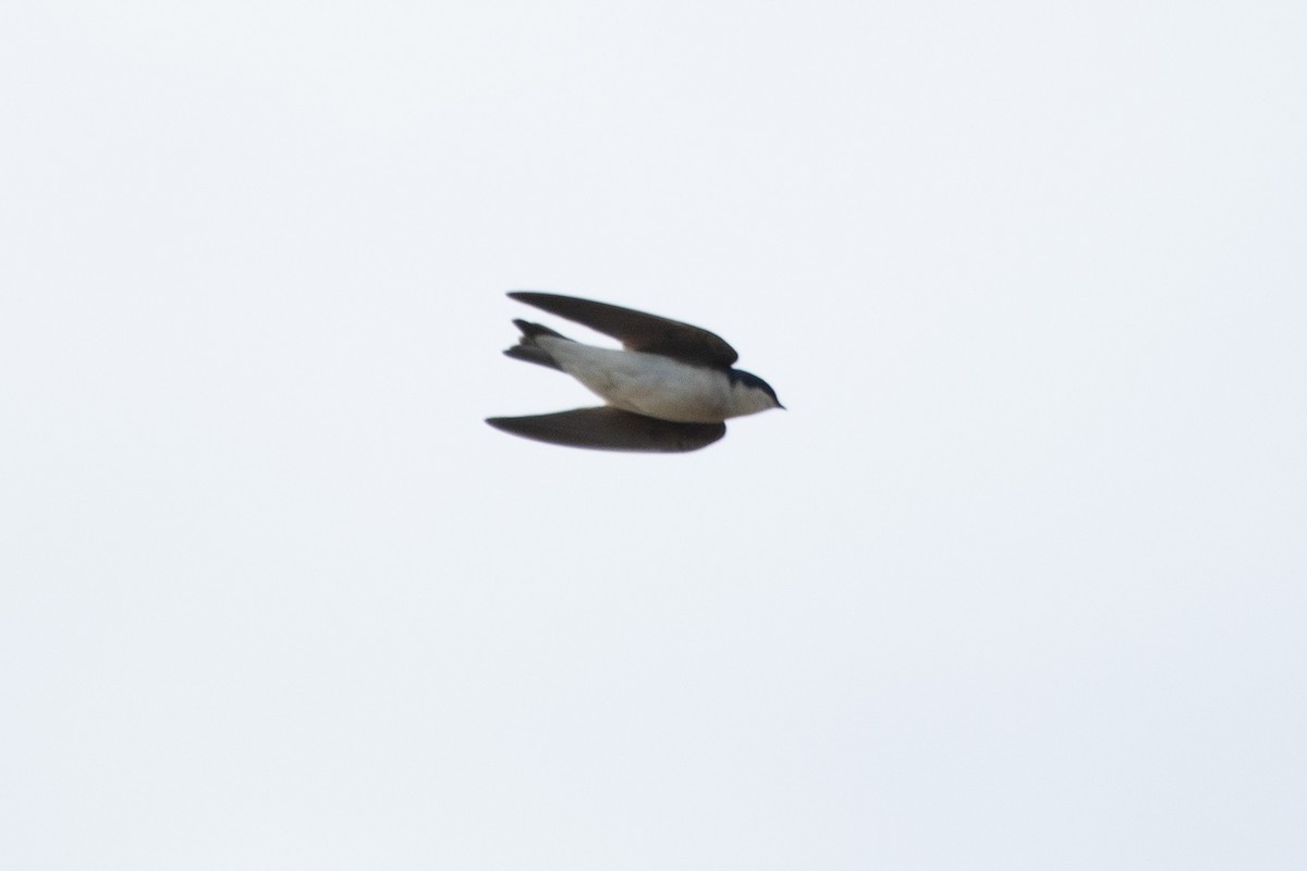 Tree Swallow - ML649169896
