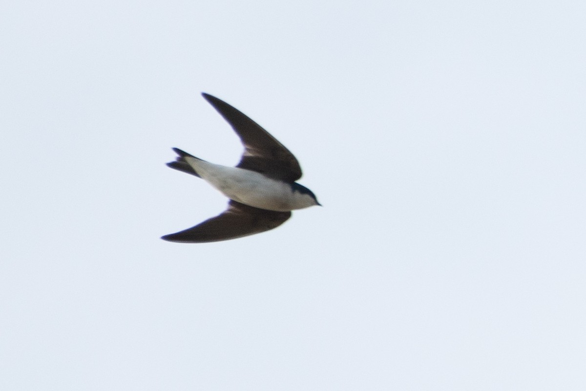 Tree Swallow - ML649169897