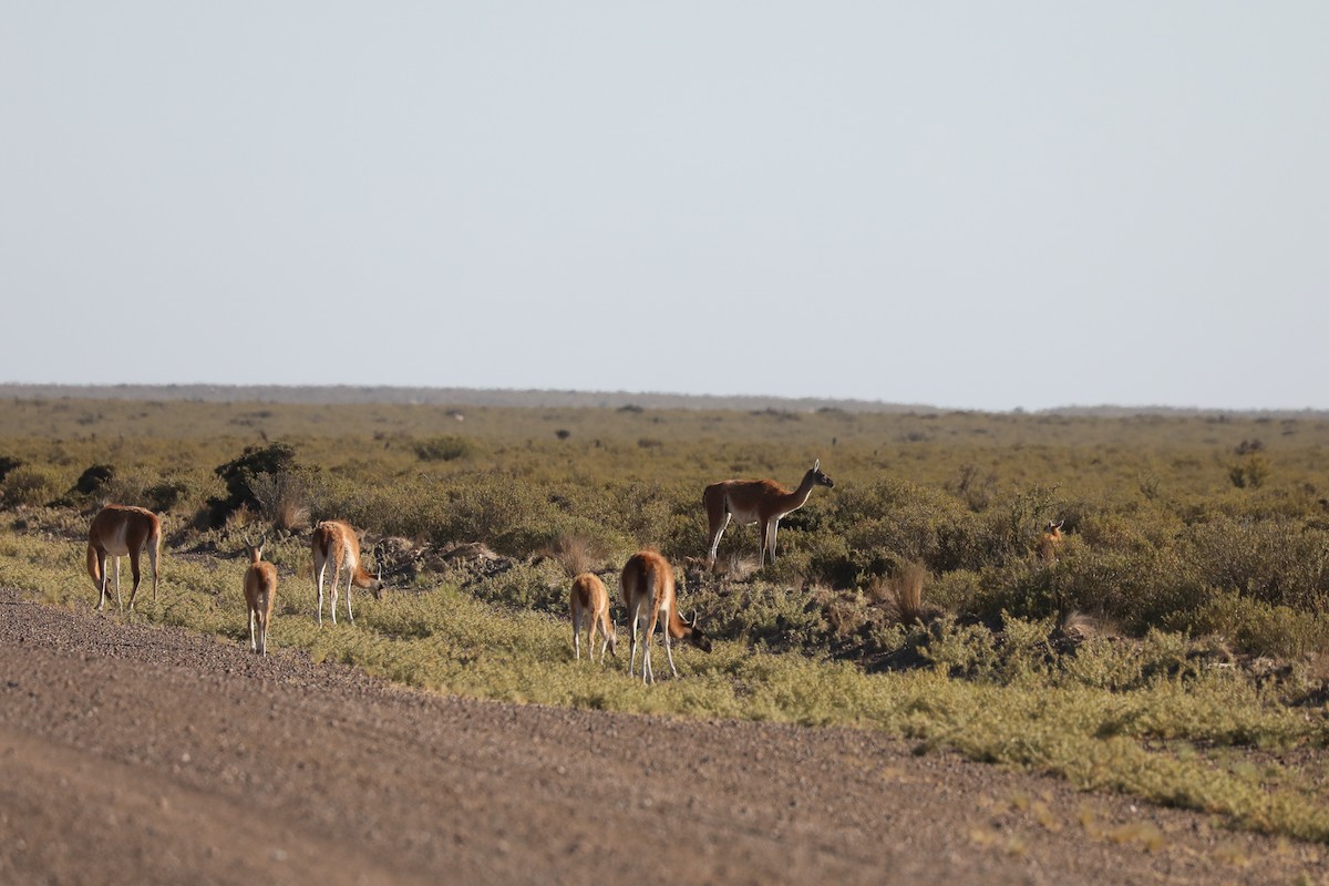Guanaco - ML649170090