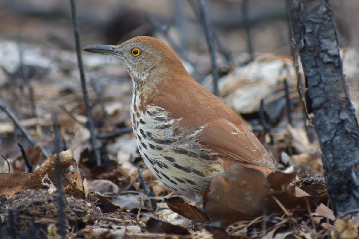 Moqueur roux - ML649170124