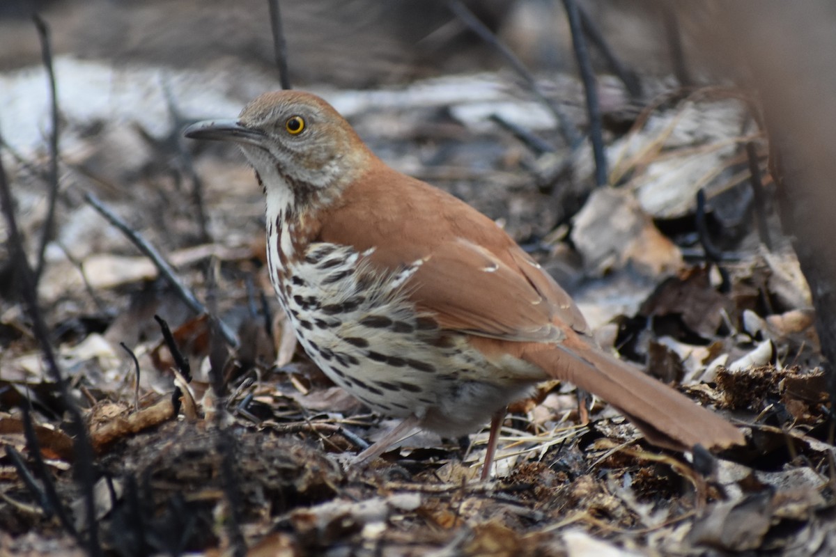 Moqueur roux - ML649170125