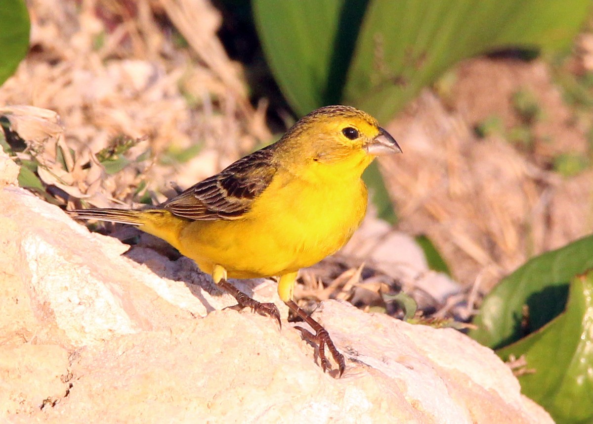 セスジキンノジコ - ML649170279