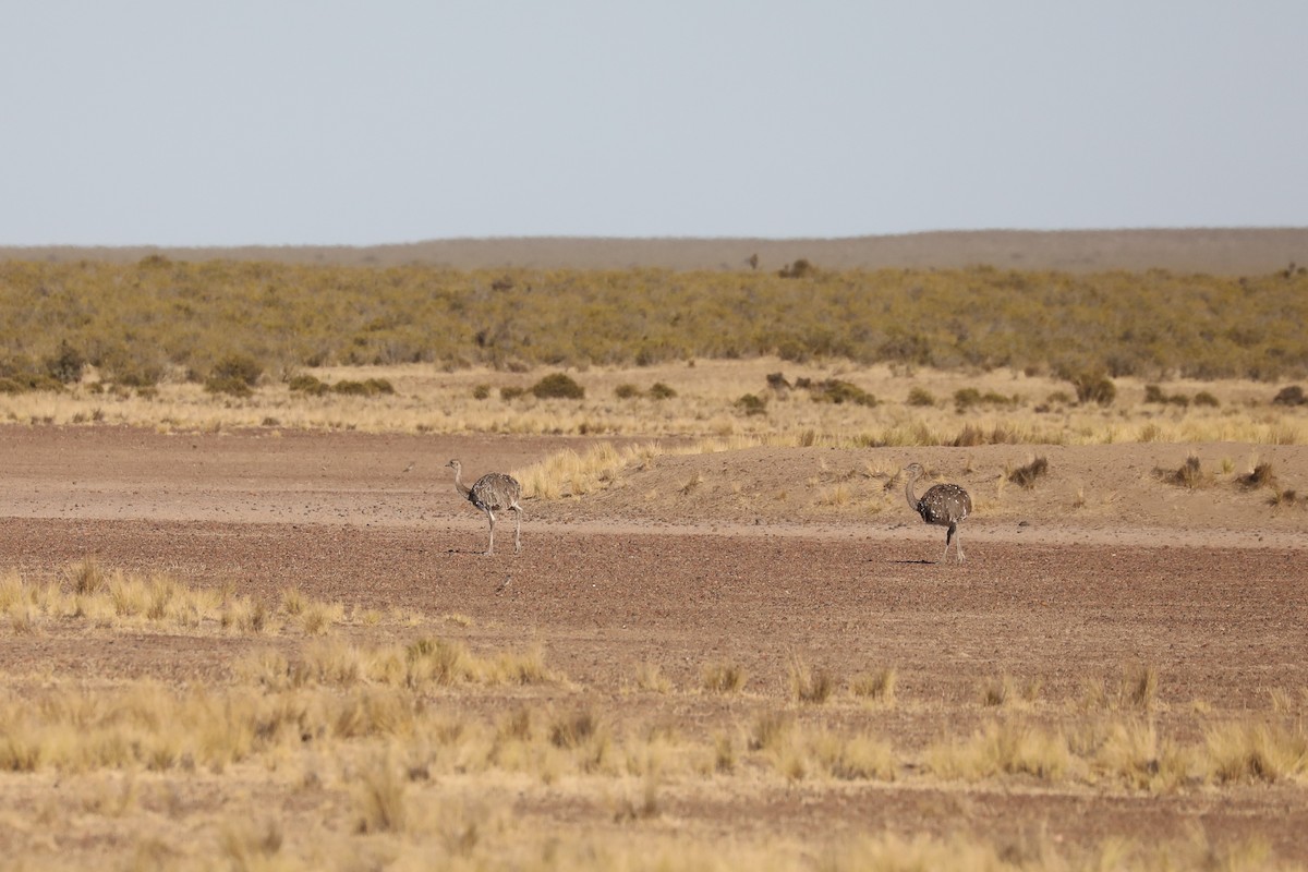 Ñandú Petiso - ML649170310