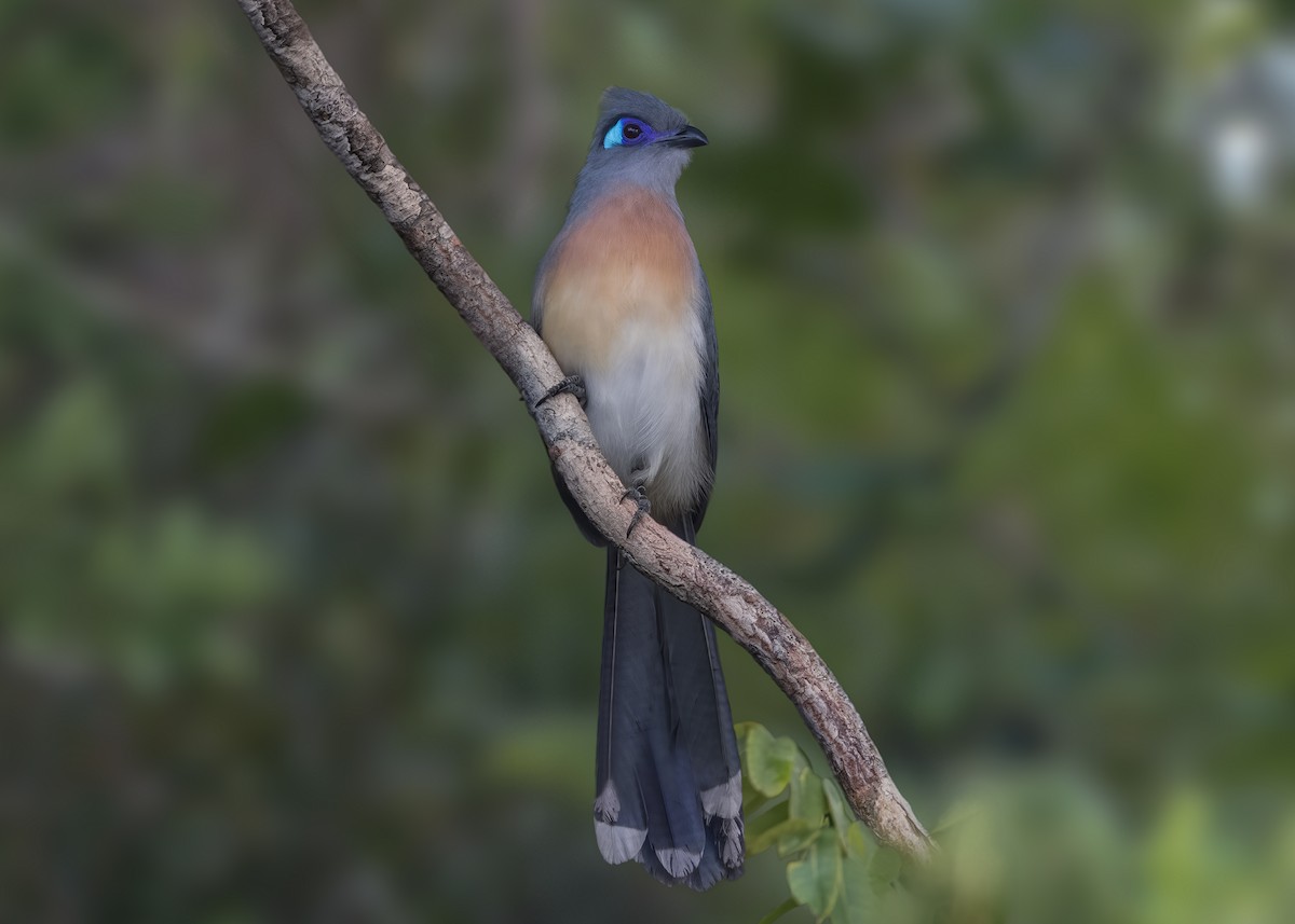 Crested Coua (Crested) - ML649170381