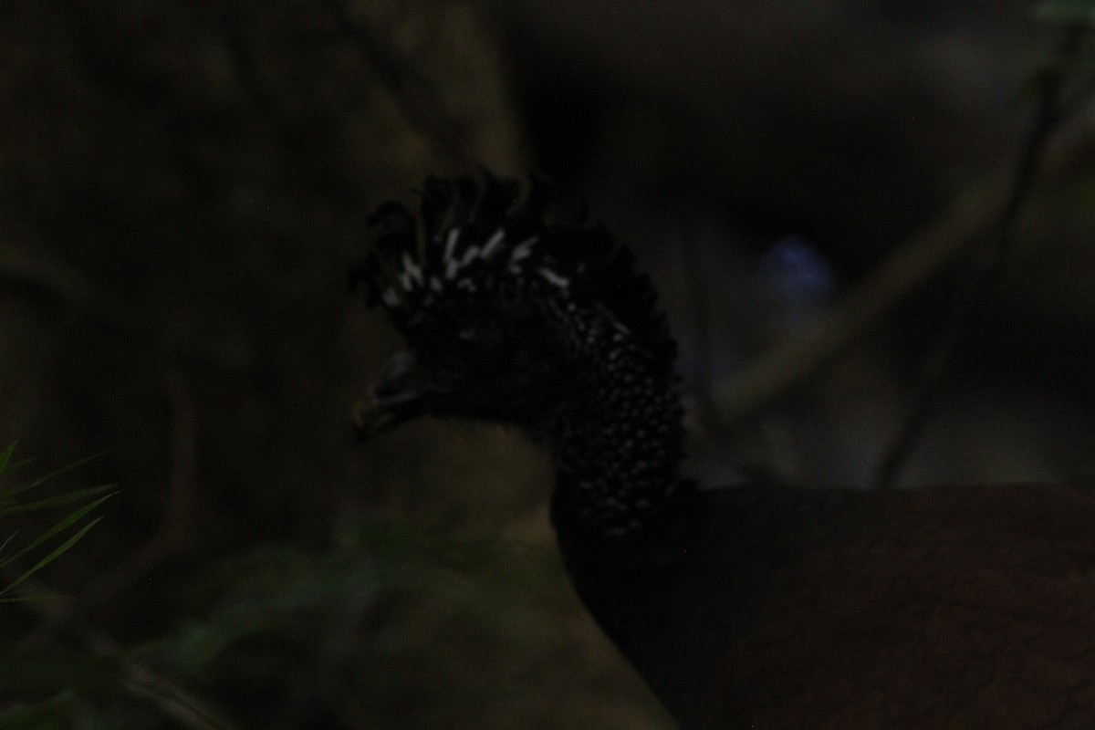 Pavón Norteño - ML649170680