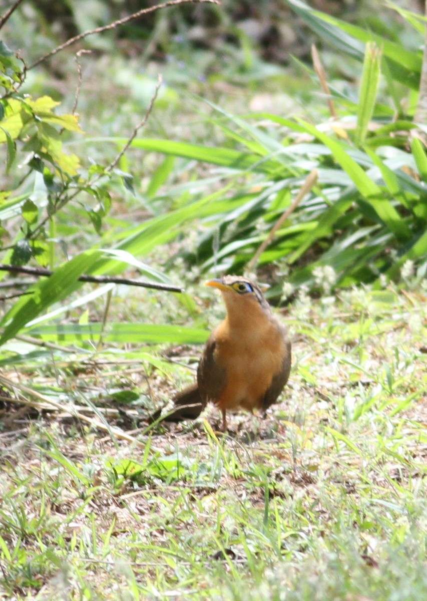 Cuclillo Bobo - ML649170691