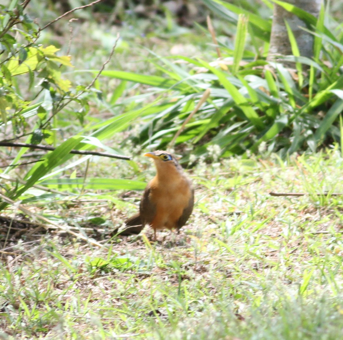 Cuclillo Bobo - ML649170692