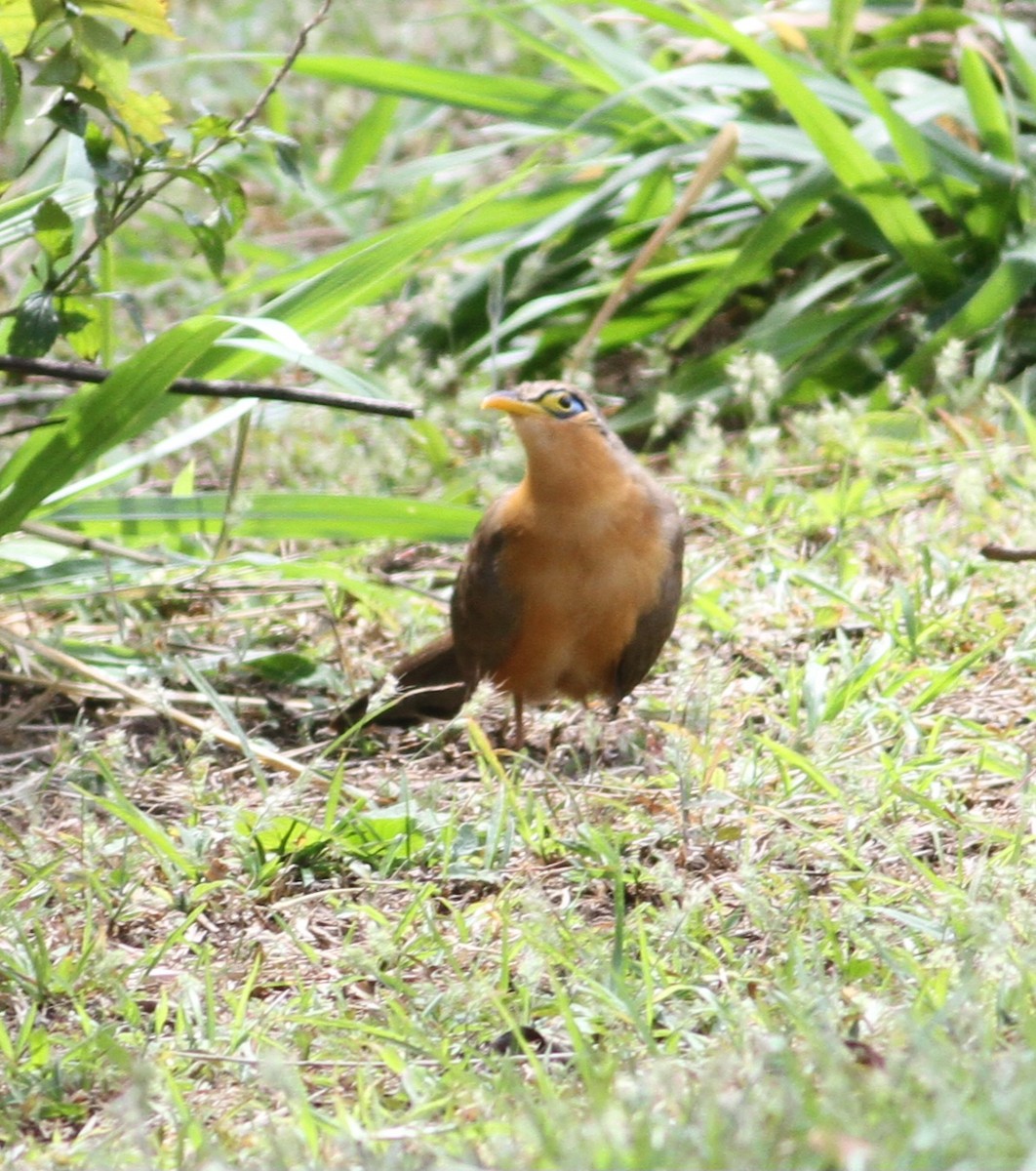 Cuclillo Bobo - ML649170693