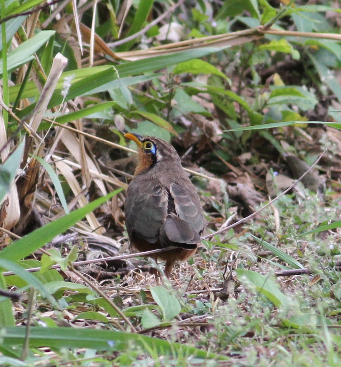 Cuclillo Bobo - ML649170694