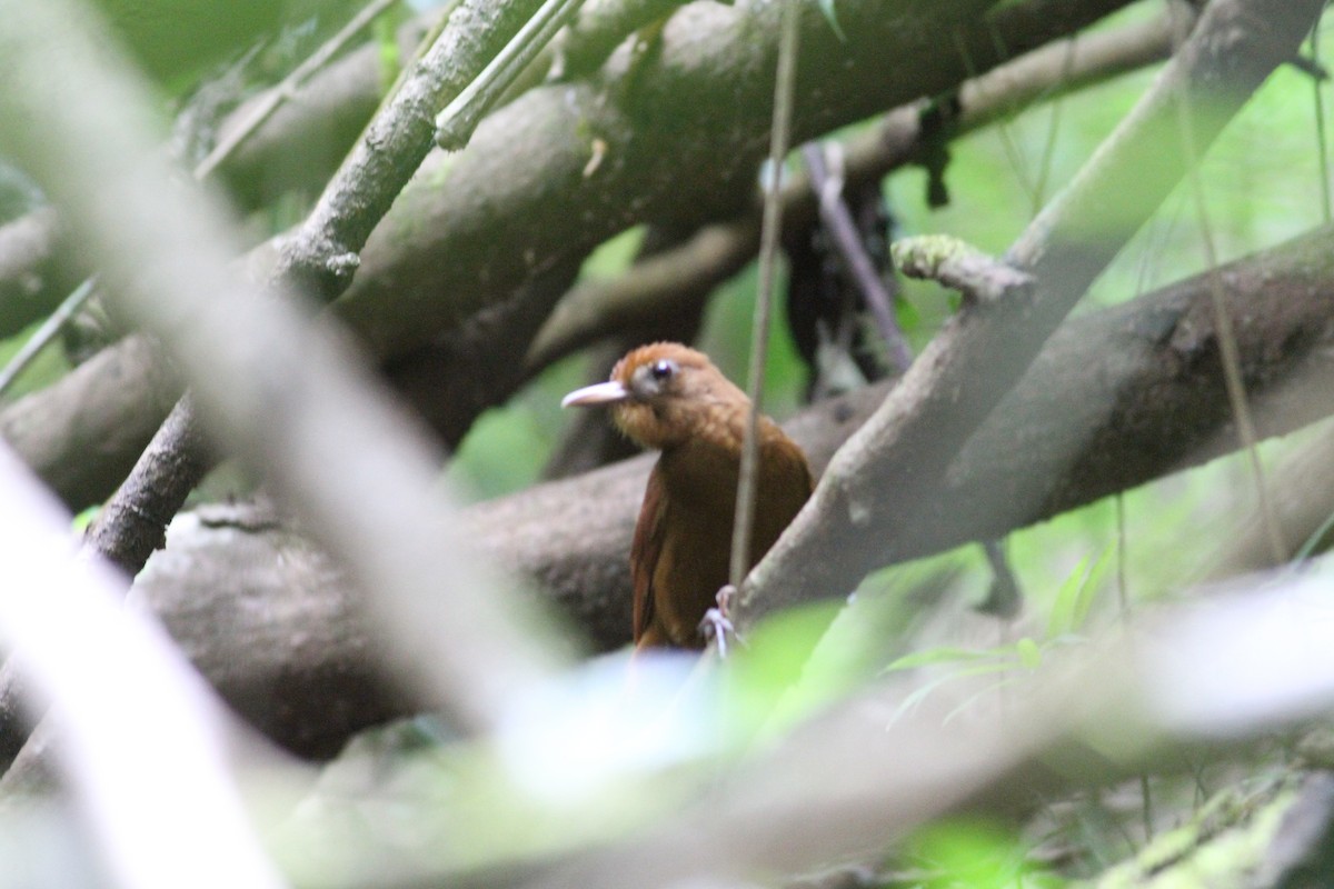 Trepatroncos Rojizo - ML649170734