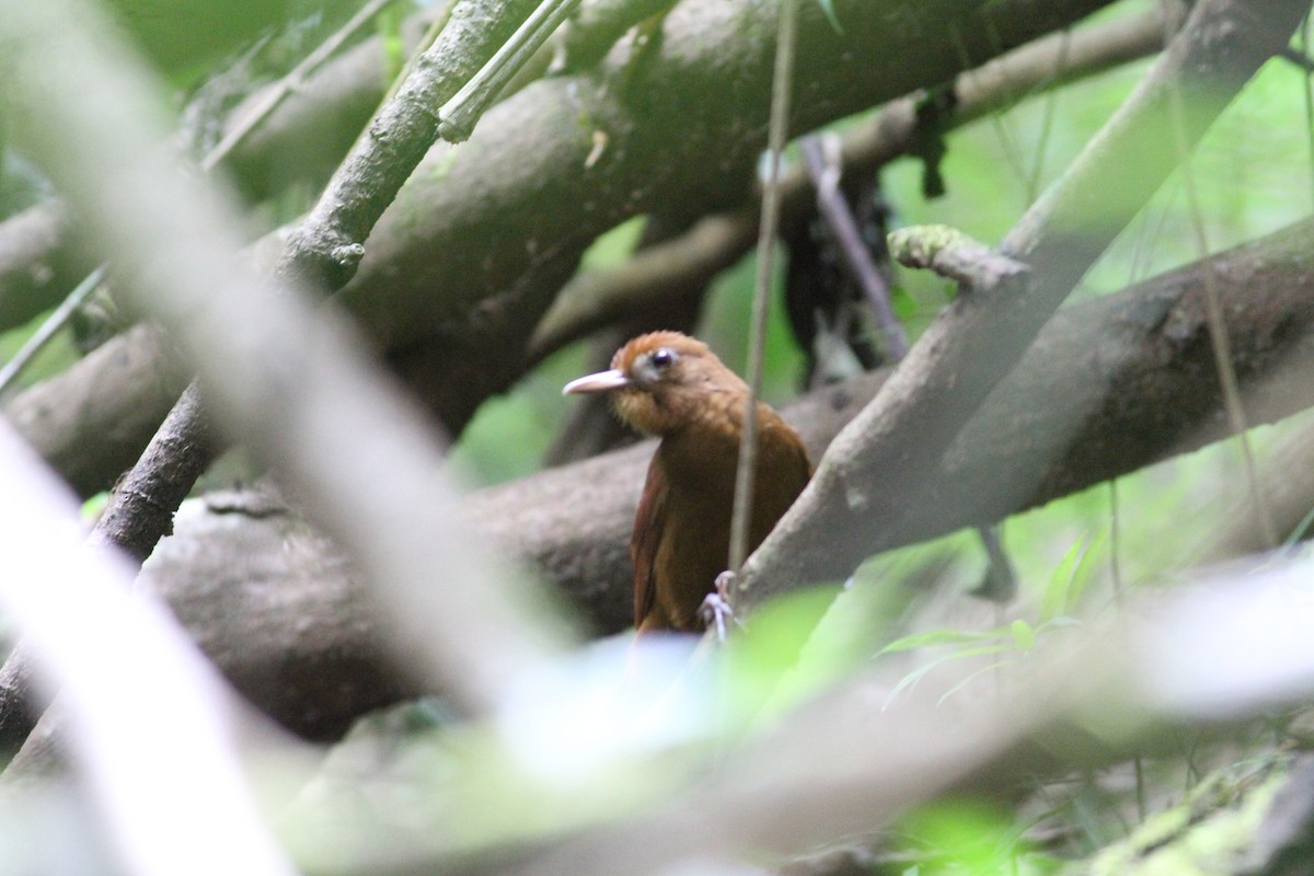 Trepatroncos Rojizo - ML649170735