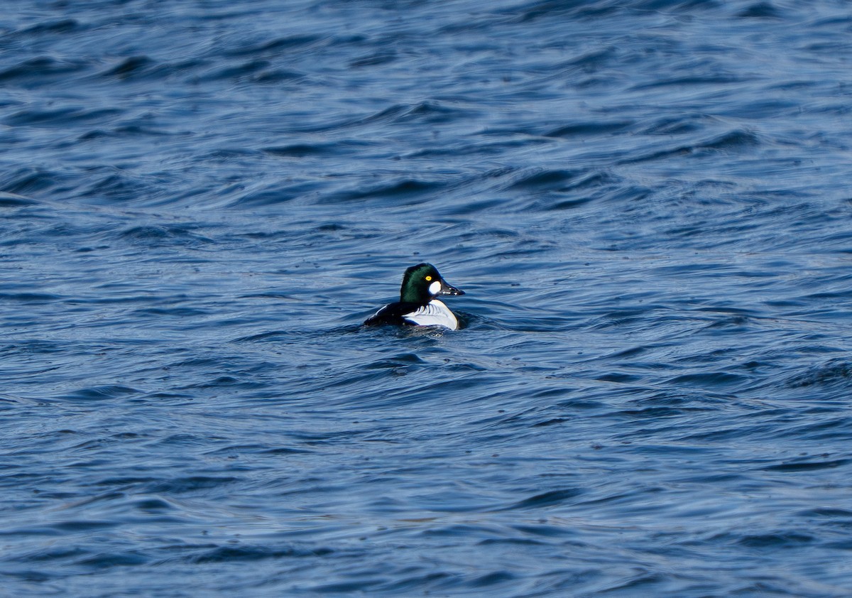 Common Goldeneye - ML649170918