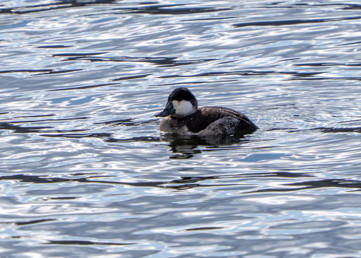 Ruddy Duck - ML649170928