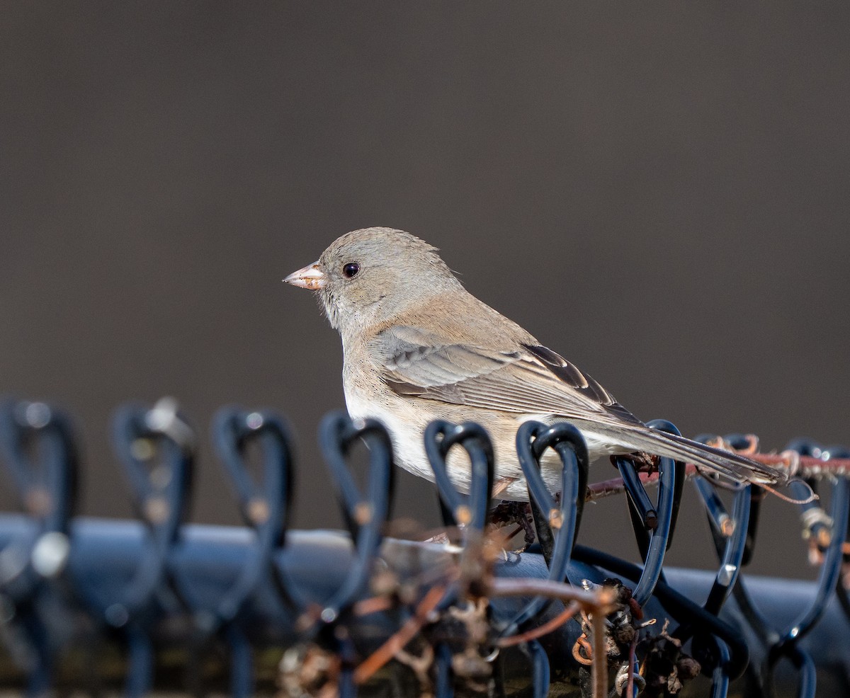Dark-eyed Junco - ML649170948