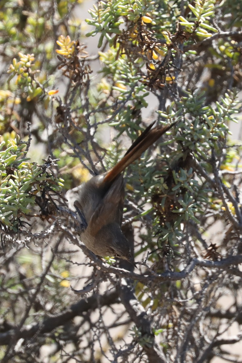 Canastero Coludo - ML649170951