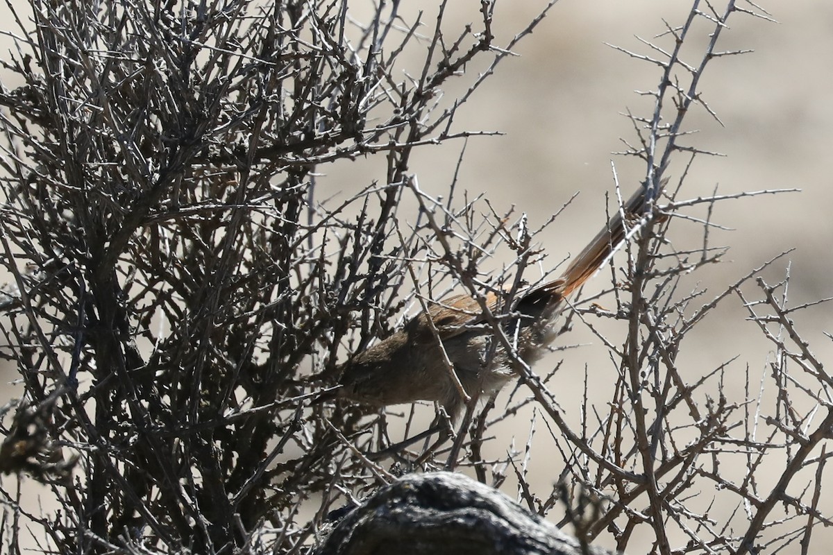 Canastero Coludo - ML649170952