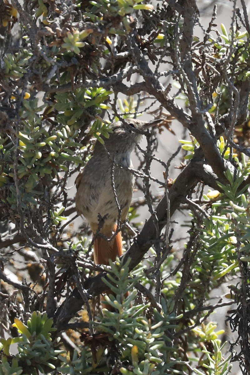 Canastero Coludo - ML649170953