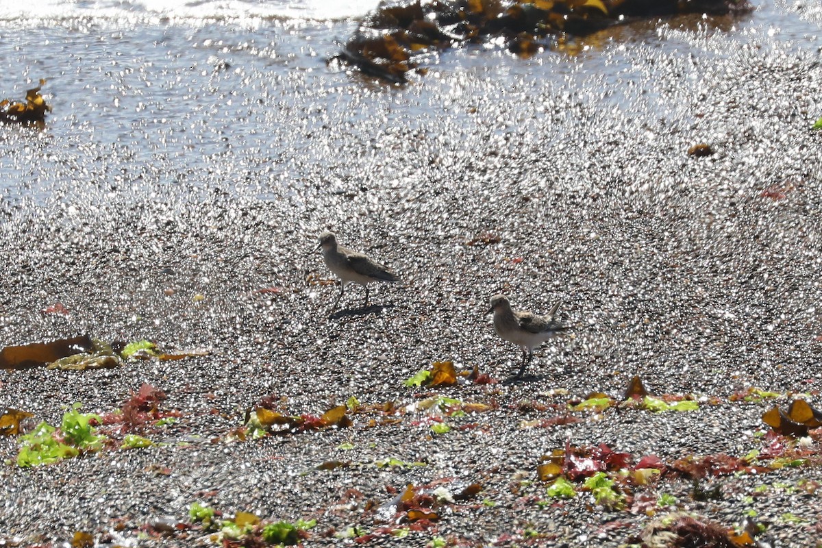 Correlimos de Baird - ML649171012