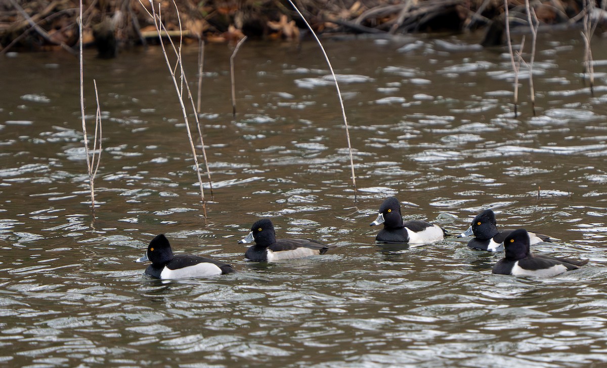Ring-necked Duck - ML649171024