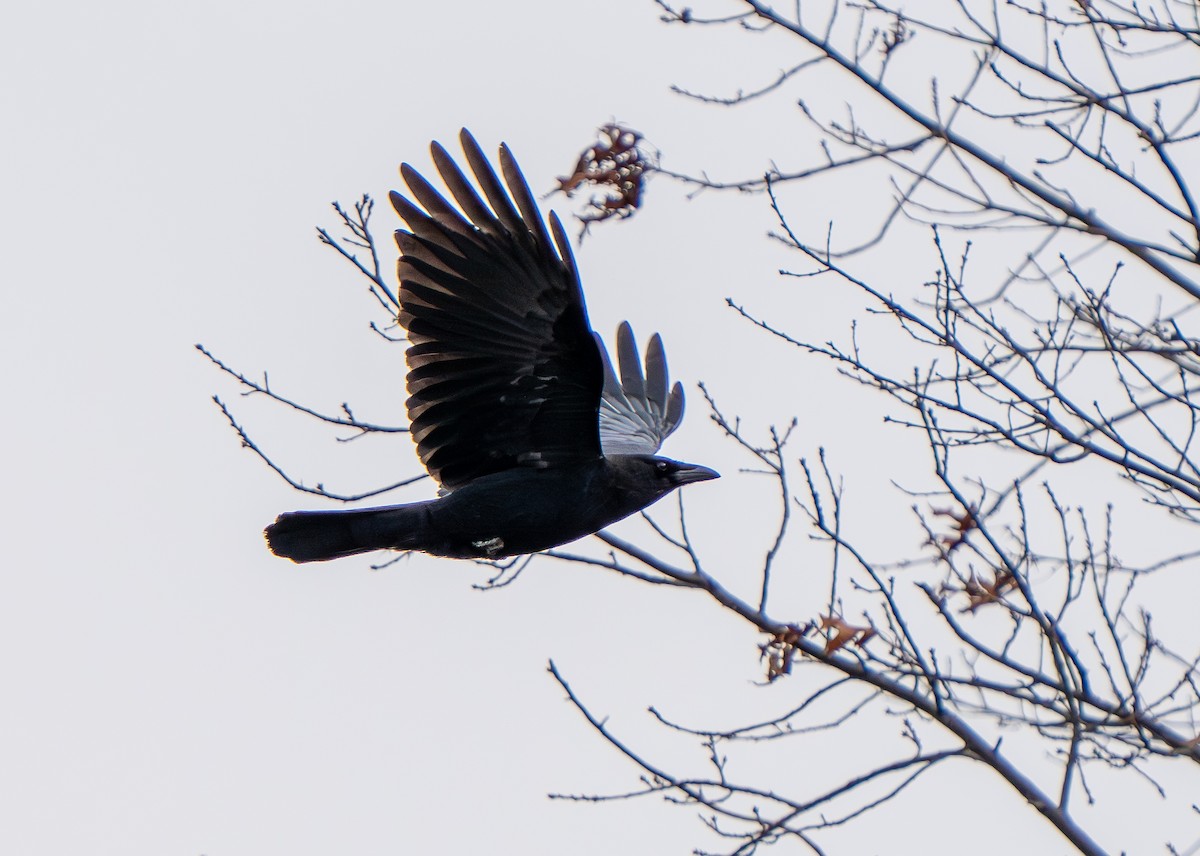 American Crow - ML649171032