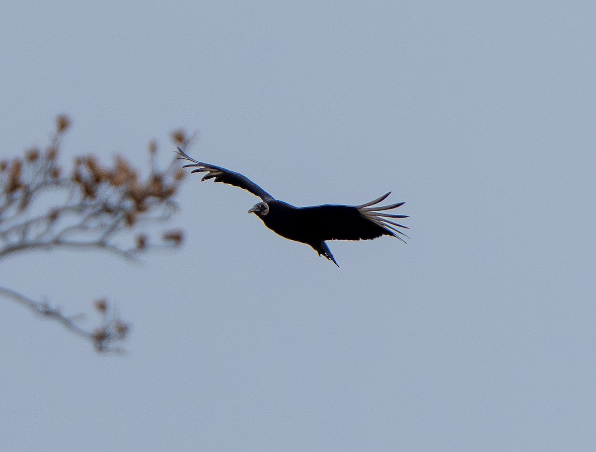 Black Vulture - ML649171076