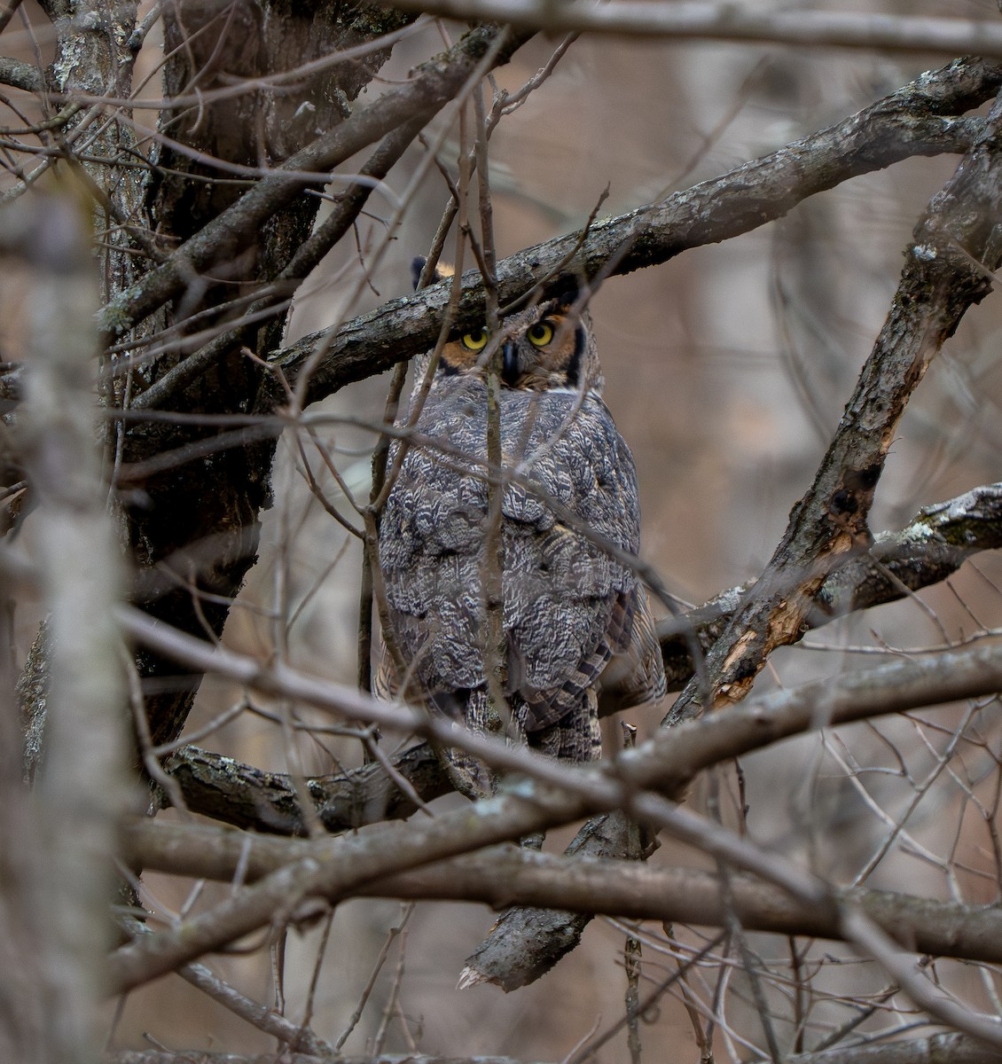 Great Horned Owl - ML649171085