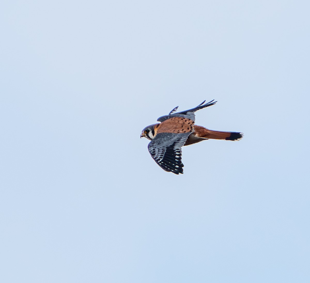 American Kestrel - ML649171095