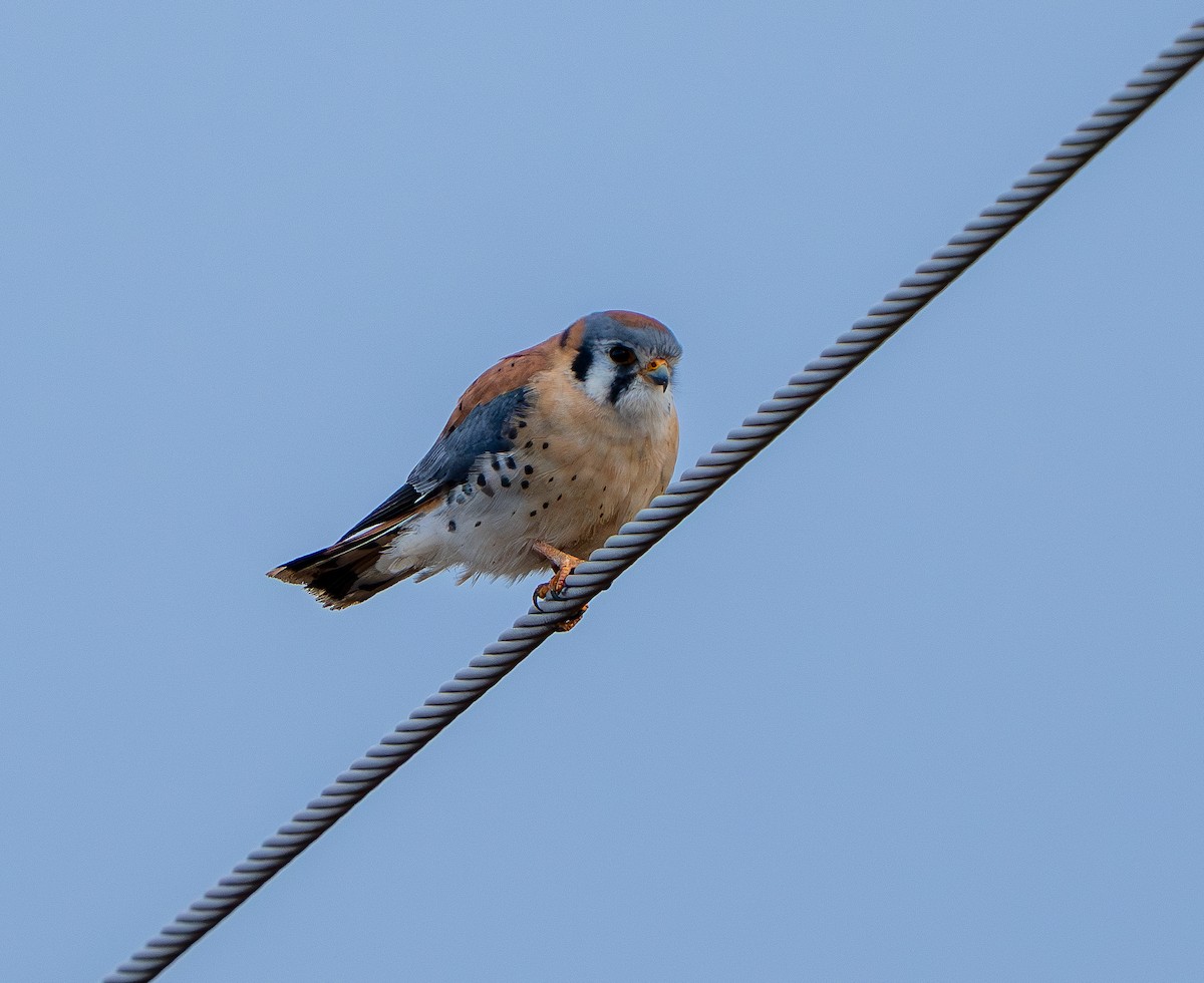 American Kestrel - ML649171096
