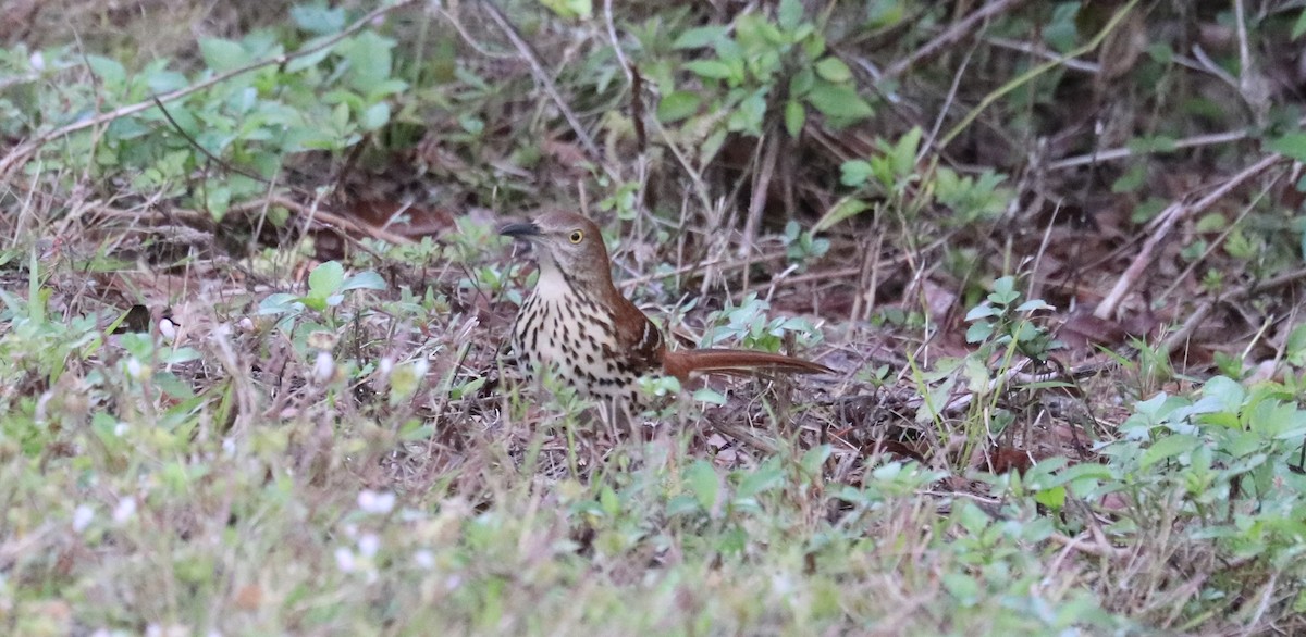 Moqueur roux - ML649171196