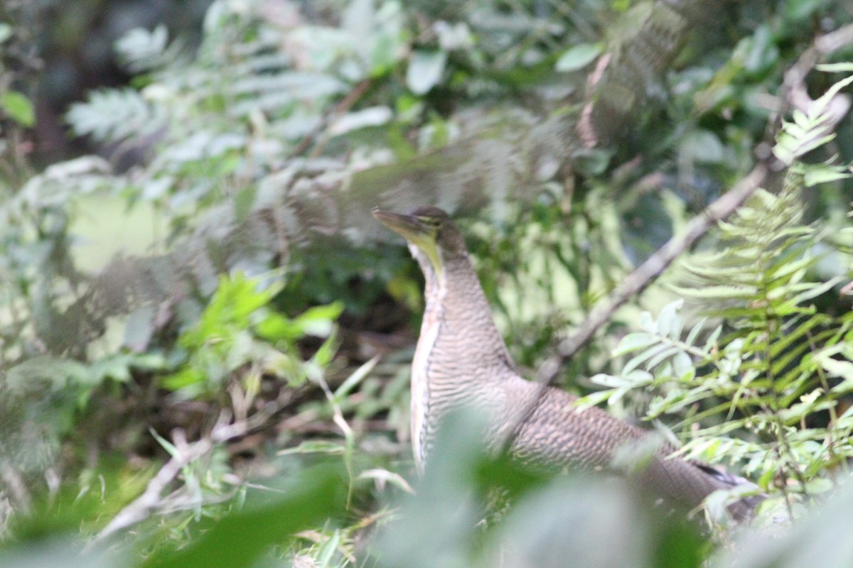 Avetigre Mexicana - ML649171287