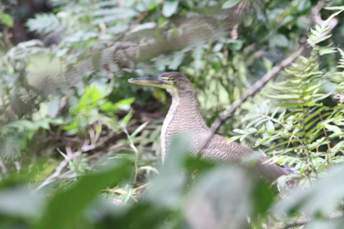 Avetigre Mexicana - ML649171288