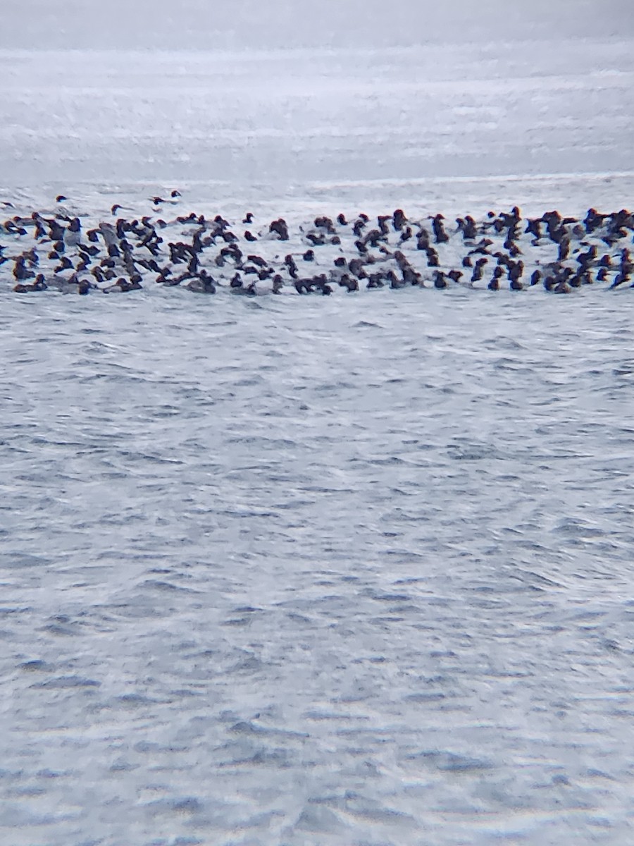 Canvasback - ML649171328