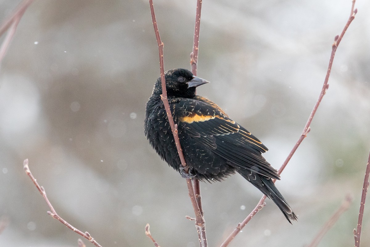 Al Kanatlı Karatavuk - ML649171961