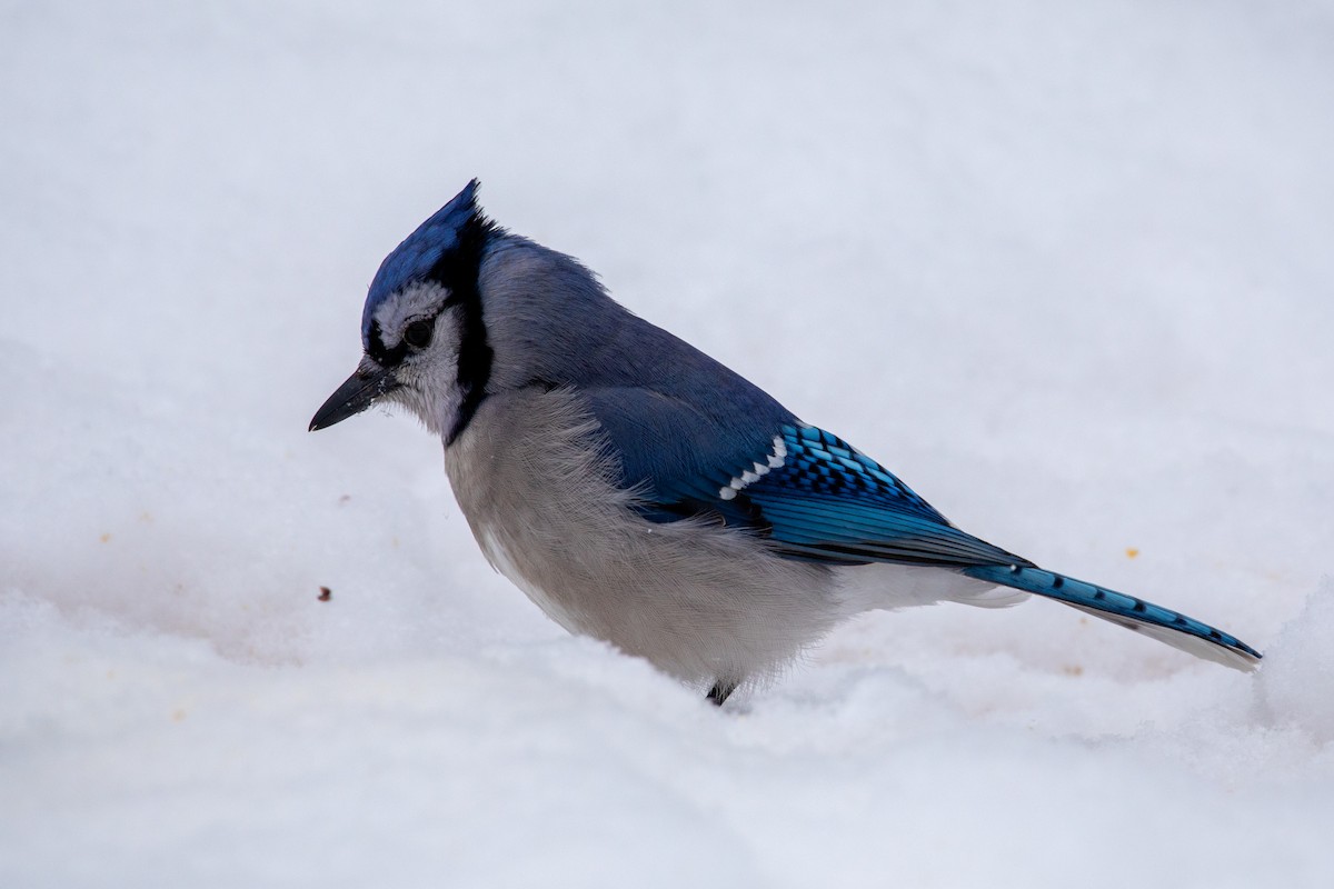 Mavi Karga - ML649171982