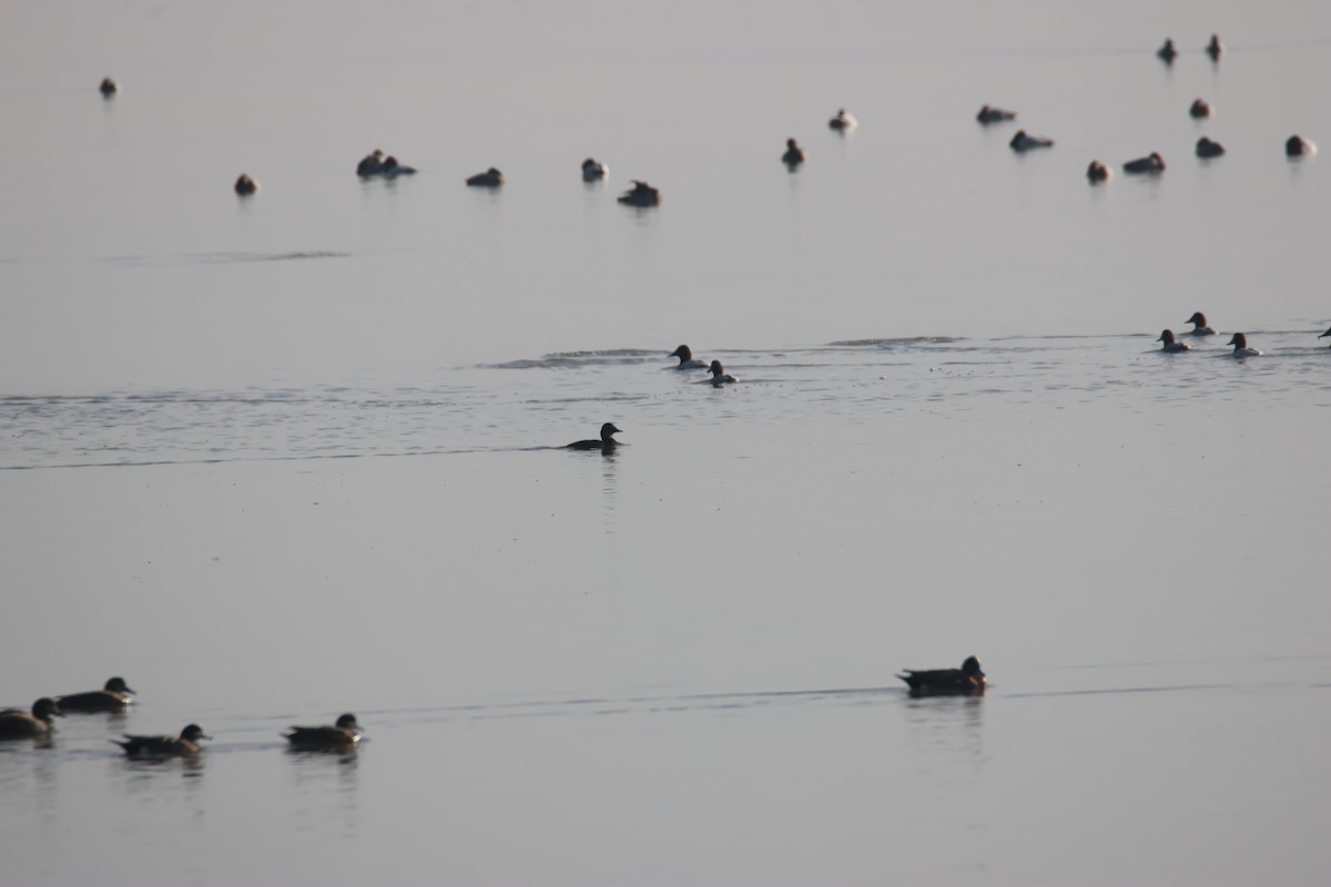 Canvasback - ML649172214