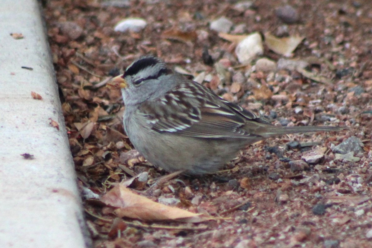 eBird Checklist - 7 Jan 2026 - Frank Crowe Park - 9 species