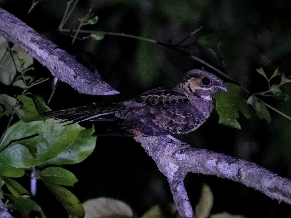ML649172444 - Common Pauraque - Macaulay Library