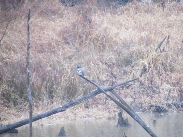 Рибалочка-чубань північний - ML649172545