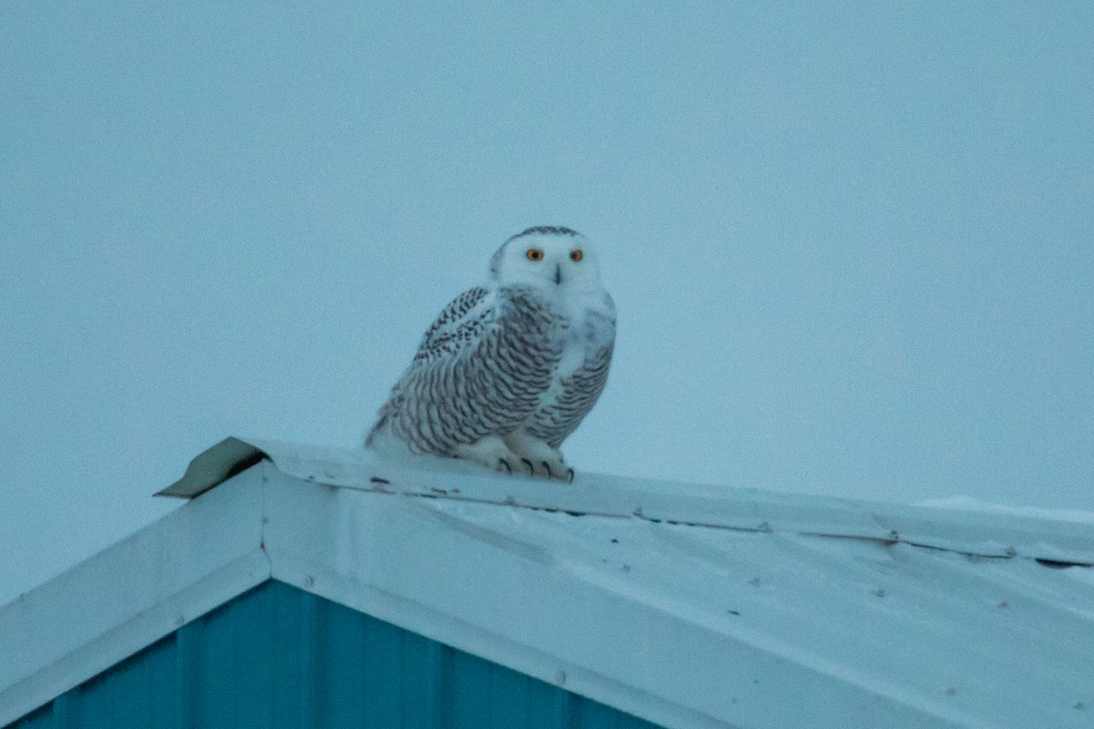 Kar Baykuşu - ML649172550