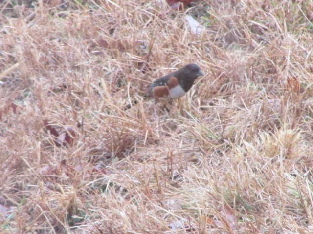 Тауї східний - ML649172585