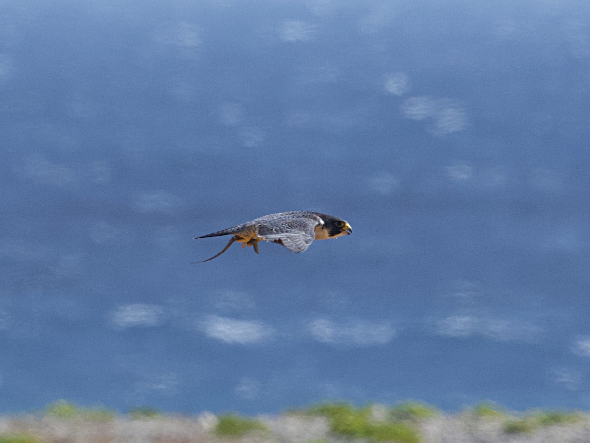 Peregrine Falcon - ML649172618